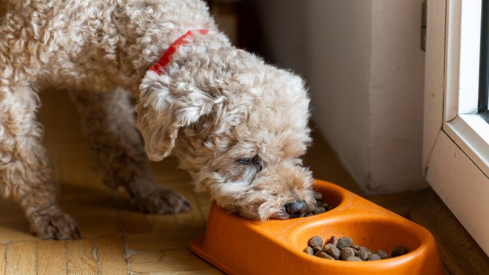 Best Dog Food For Toy 